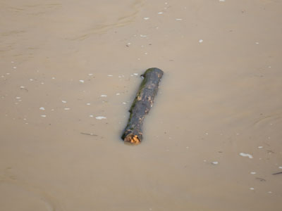 Don`t drink the water:  untreated sewage is being diverted into the river.