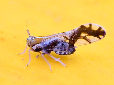 Weird bug of the day.