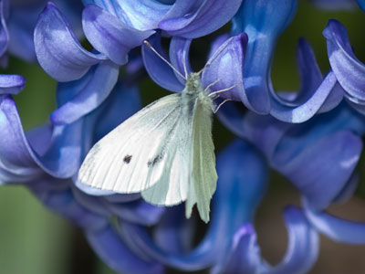 My first butterfly of the season.