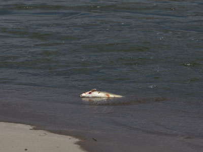 My first dead fish of the season.