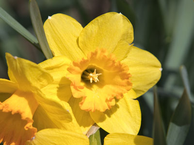 Not my first daffodil of the season.