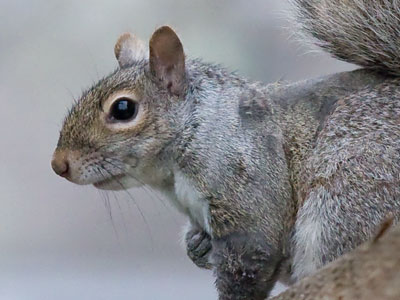 Wondering if I have any spare walnuts.