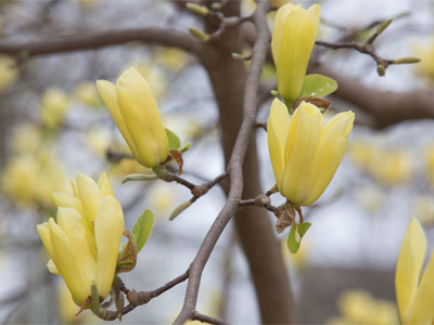 Spring is springing.