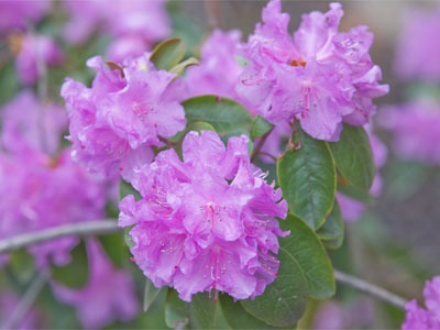 I was actually taller than this blooming tree.