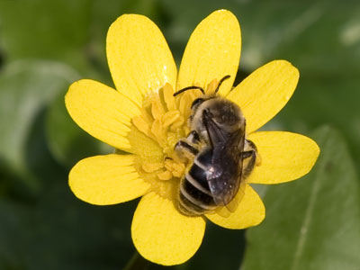 Good bee!  Stay . . . staaaay.