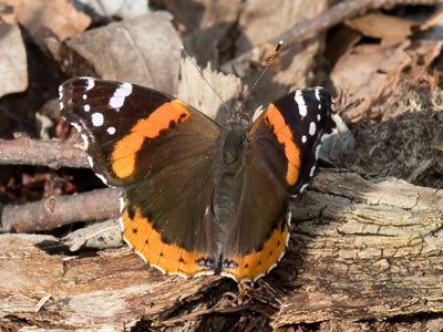 And then there`s the first butterfly of the season that isn`t a cabbage white (see April 2 above).