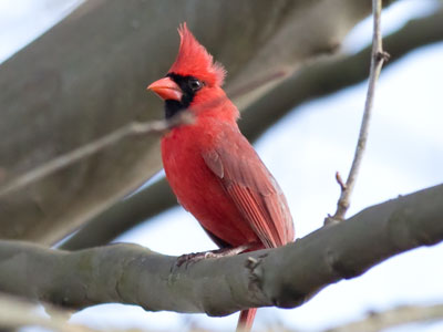 Pompadours are coming back in style.