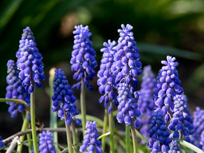 How about some spring flowers for a change?