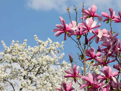 Look -- flowers in the sky this time!