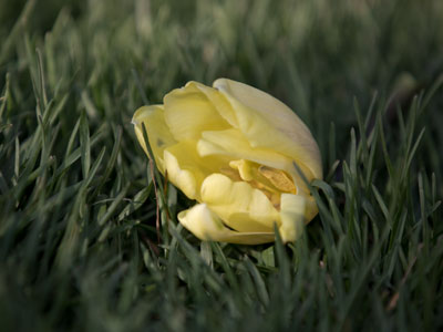 This innocent tulip was cruelly torn from a flower bed and given to a small child for an Easter photo shoot, and then heartlessly tossed on the grass afterward.