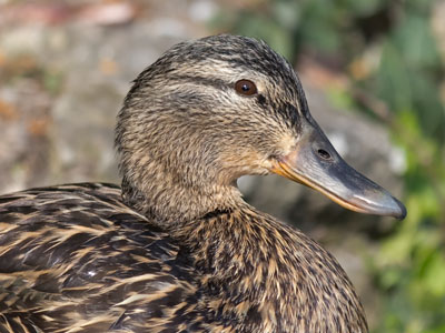 There was a distinct lack of trust between Mrs. Mallard and myself.
