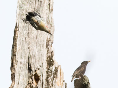 Miles away, there was another battle for air superiority between an angry woodpecker and a squatting starling.