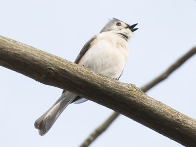 Meanwhile, the nuthatches were getting along fine.  One would tweet a question and another sing back a reply.