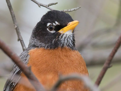 This robin was very relaxed and let me get close enough to smell worms on its breath.