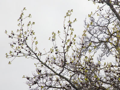 My office is a cave within a cave, but when I work from home I can look out the window.