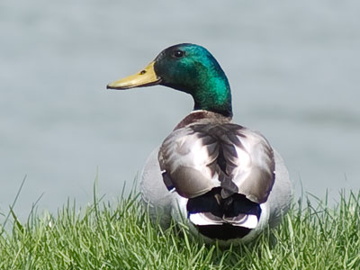 Mr. Mallard viewed me not with distrust but perhaps mild irritation (see April 7 above).