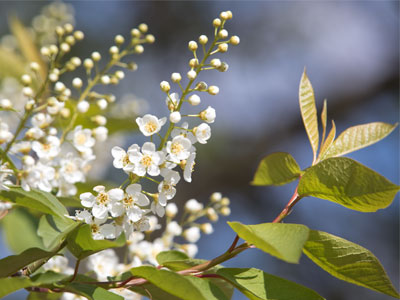 I enjoyed the sights, sounds and smells of springtime -- and yes, I still have my sense of smell, so that`s good.