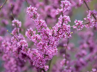 Blossoming trees are the sweetest thing about spring.