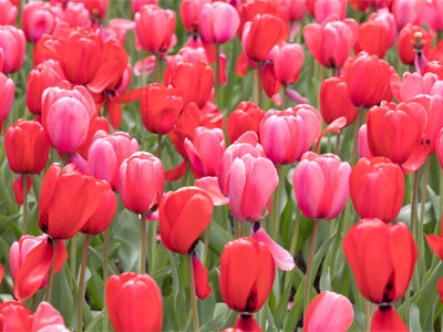 Sometimes, too much is just about right.