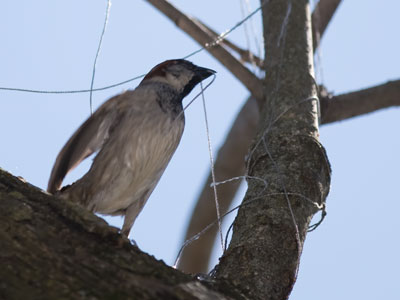 It`s nest building time.