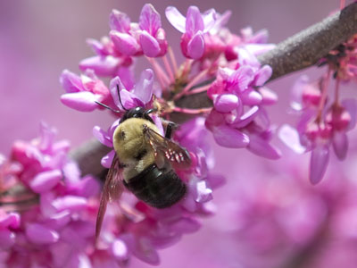 I photographed this tree on April 18 and was worried because there were no bees.  Today, it was all abuzz.