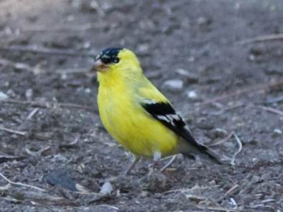 I was chasing after a mourning dove, but got upgraded.