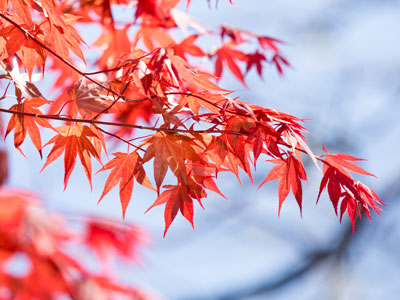 Japanese maples don`t know what season it is.