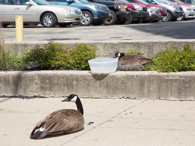 When starting a family and choosing a new home, it`s all about location, location, location.