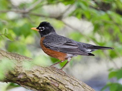 A robin sits pluming his ruddy breast and a madrigal sings to his love in her nest: `Oh the skies they are blue, the fields are green, and the birds in your nest will soon be seen!` PAUL LAURENCE DUNBAR