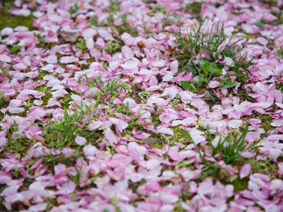 The litter of springtime.