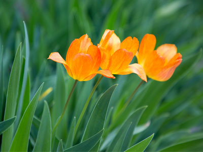 I saw them from a block away and started walking fast.