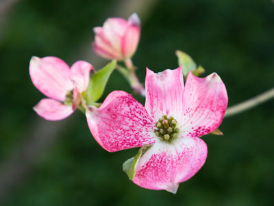 There`s one tree in the neighborhood that I keep a close eye on at this time of year (see April 29, 2016).