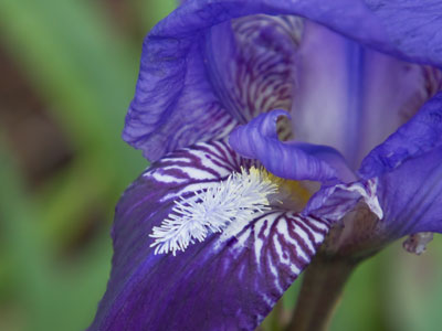 The daffodils have come and gone, the tulips had their moment, and now the irises are ready to take over.