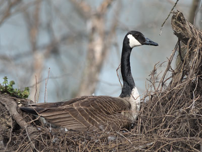 A queen on her throne.
