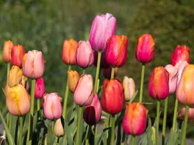 Reports of the end of tulip season have been greatly exaggerated (see April 26 above).
