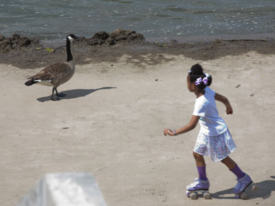 You`re very smart to be very cautious around a goose.