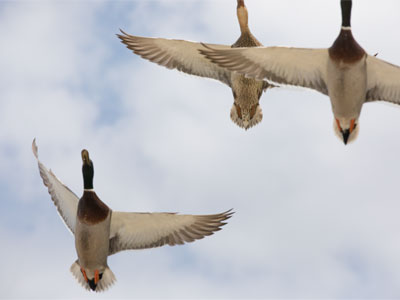 I had to duck for the ducks.