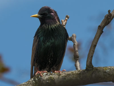 Starlings are a widely hated bird, and for good reason -- but they`re so SHINY!