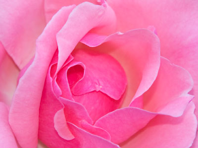 I`m still not tired of taking pictures of flowers.