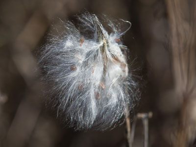 Sowing the seeds for the next generation.