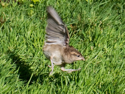 A young bird trying to learn how to fly.  It wasn`t pretty.