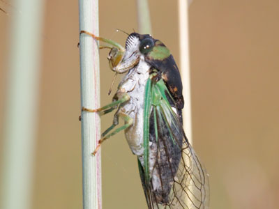 And what brood are you, gorgeous?