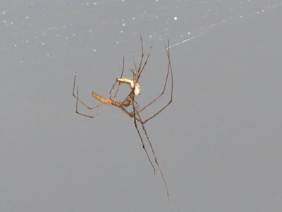 Thank you for keeping the bug population down.