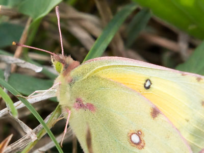 It`s satisfying when I can get the shot I want and then back away without the bird or butterfly flying off.