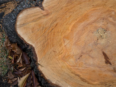 Trees keep us all alive, so I`m stumped why people cut down so many of them.