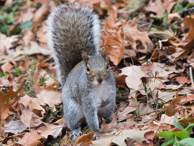 Burying a Snickers bar to eat during the winter.