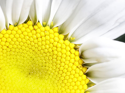 I`m sure my father wants me to have a macro lens, so I got one today and took it outside immediately.