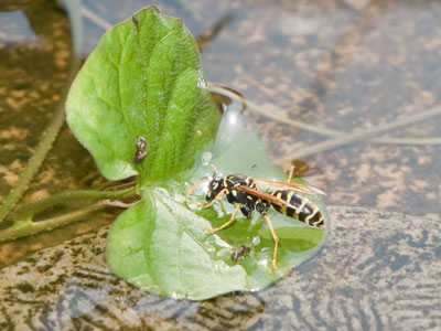 The safe way to drink from a birdbath (see August 12, 2004; June 1, 2007; August 15, 2013; and August 11, 2021).