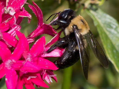 Blooms, bugs, beasts and birds.  That is enough.