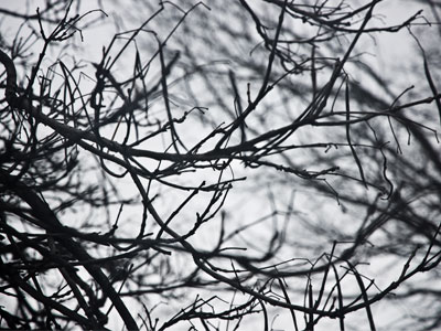 I saw a squirrel in a tree freezing its tail off.